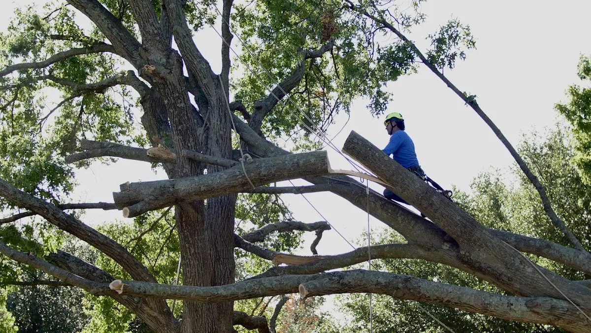 Professional Crown Thinning performed by certified arborists in Pine Meadow