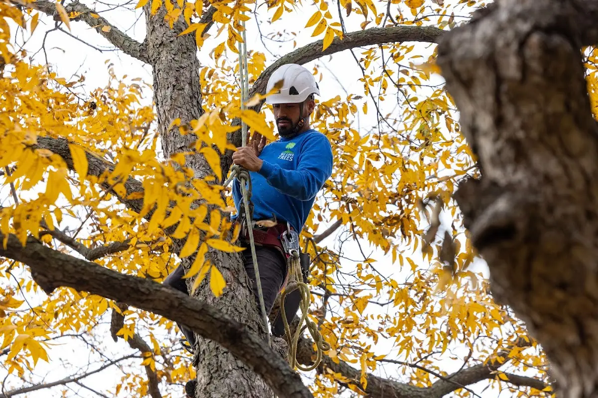 Skilled Tree Transplanting crew working in Pine Meadow