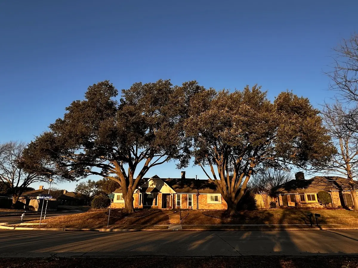 Established residential canopy tree shading a home in Pine Meadow